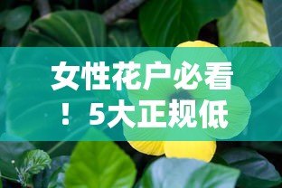 女性花户必看！5大正规低息贷款平台推荐（真实评测）