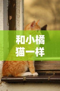 和小橘猫一样贴心的贷款平台推荐：靠谱、低息、极速到账