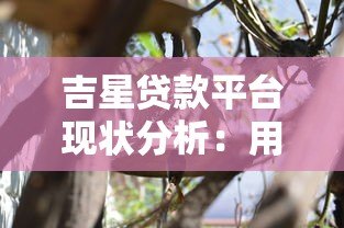 吉星贷款平台现状分析：用户反馈与市场动态解读