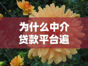 为什么中介贷款平台遍地开花？揭秘背后的5大原因