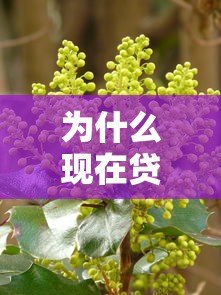 为什么现在贷款平台遍地开花?深度解析背后原因 为什么现在贷款平台遍地开花?深度解析背后原因