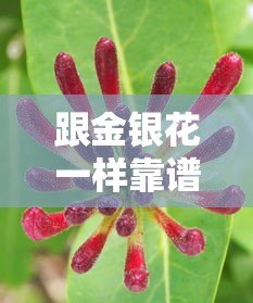 跟金银花一样靠谱的贷款平台有哪些？这5个平台值得一试