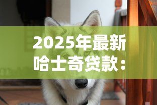 2025年最新哈士奇贷款:二哈也能申请消费贷是真的吗 2025年最新哈士奇贷款:二哈也能申请消费贷是真的吗